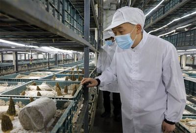 聚力發(fā)展 苦干實干 湖北宜城打造年產(chǎn)值10億元羊肚菌基地