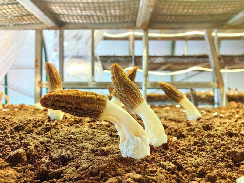 遼寧工廠化層架式栽培羊肚菌首獲成功，開(kāi)創(chuàng)食用菌產(chǎn)業(yè)新篇章